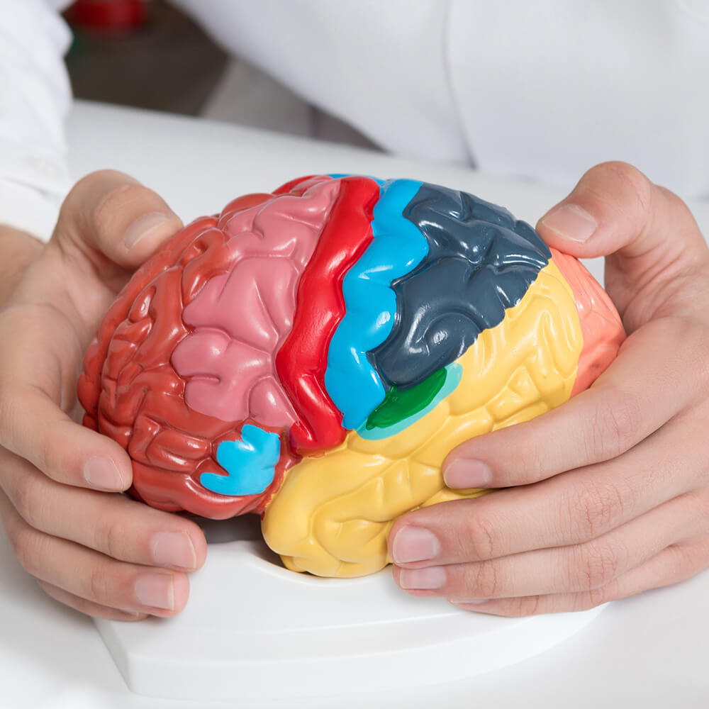 Hands Holding Model of Brain